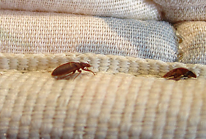bed bug fumigation karachi
