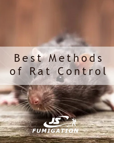 rat control service karachi